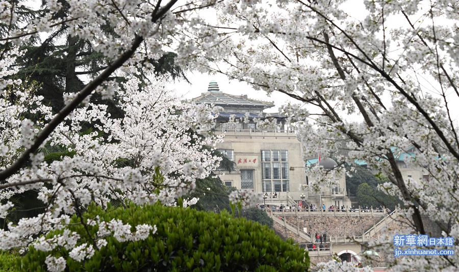 中国のお花見